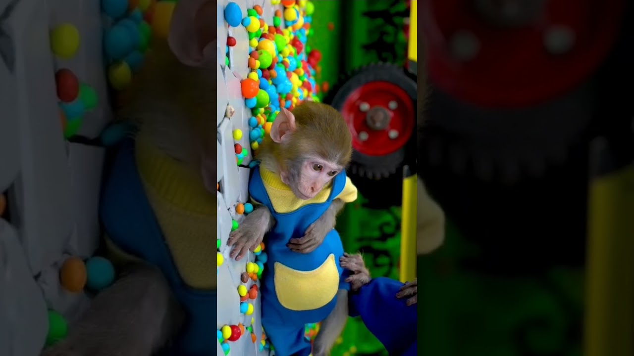 KiKi Monkey Police are a very important candy school bus | KUDO ANIMAL KIKI
