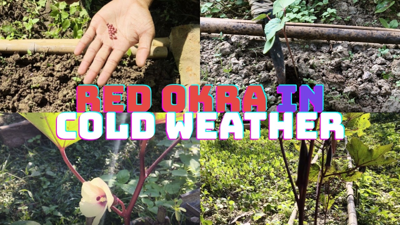 Okra Farming: From Seeds to Harvest | Complete Growing Guide