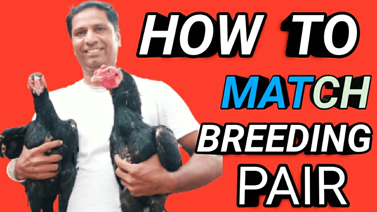 HOW TO MATCH BREEDING PAIR
