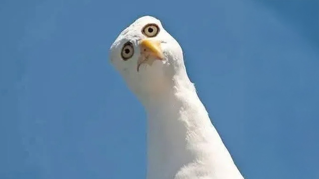 The FUNNIEST Animals Around the World! 😂 NEW Funny Animal Videos 2026