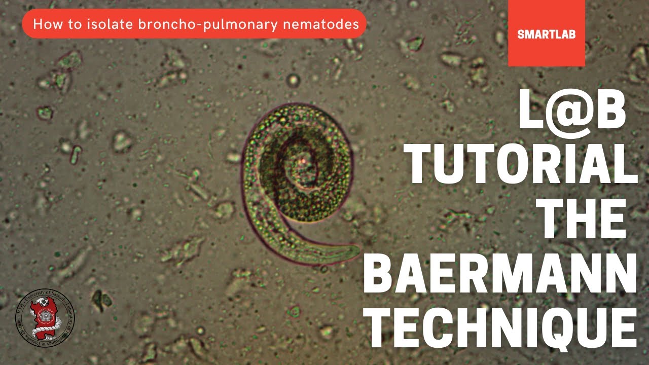 How to isolate broncho-pulmonary nematodes?  The Baermann Technique - SMARTLAB