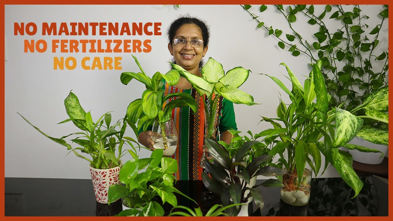 Setting Plants in Water | Best Indoor Plants Suitable for Water