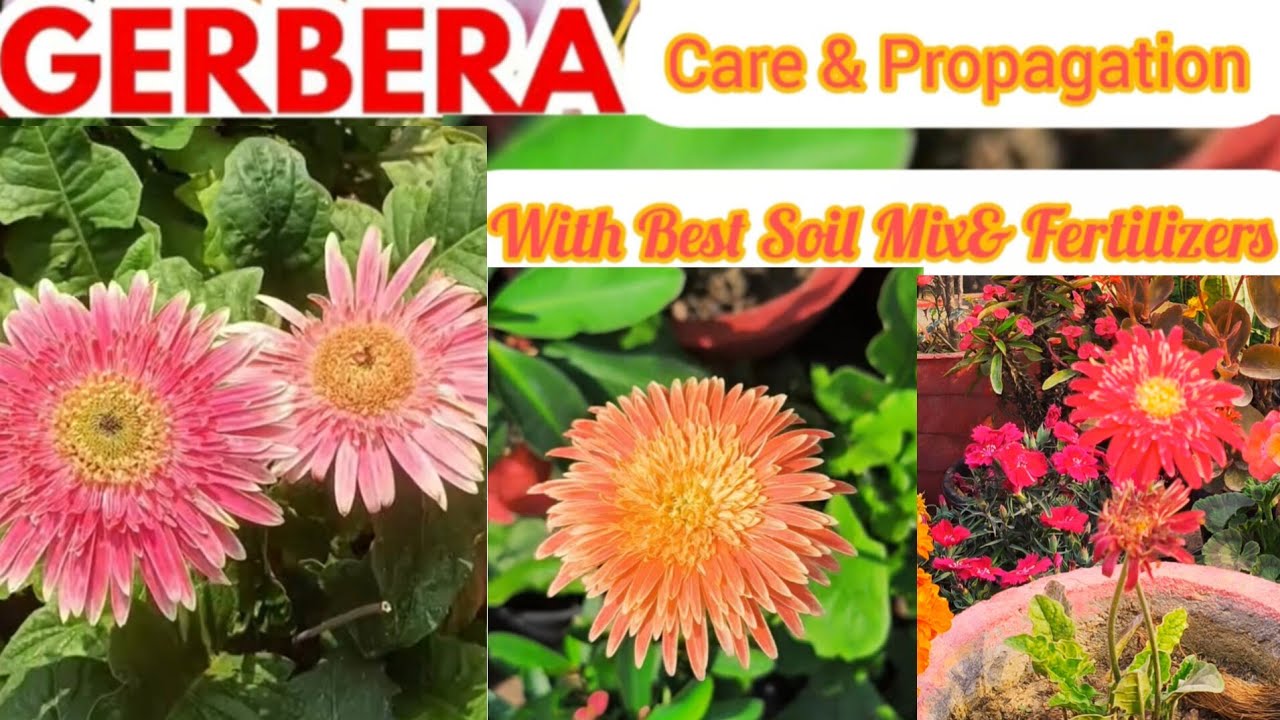 How To Fertilize Gerbera Plant with Repotting in Good Soil Mix?Gerbera CompleteCareTipsFor Beginners