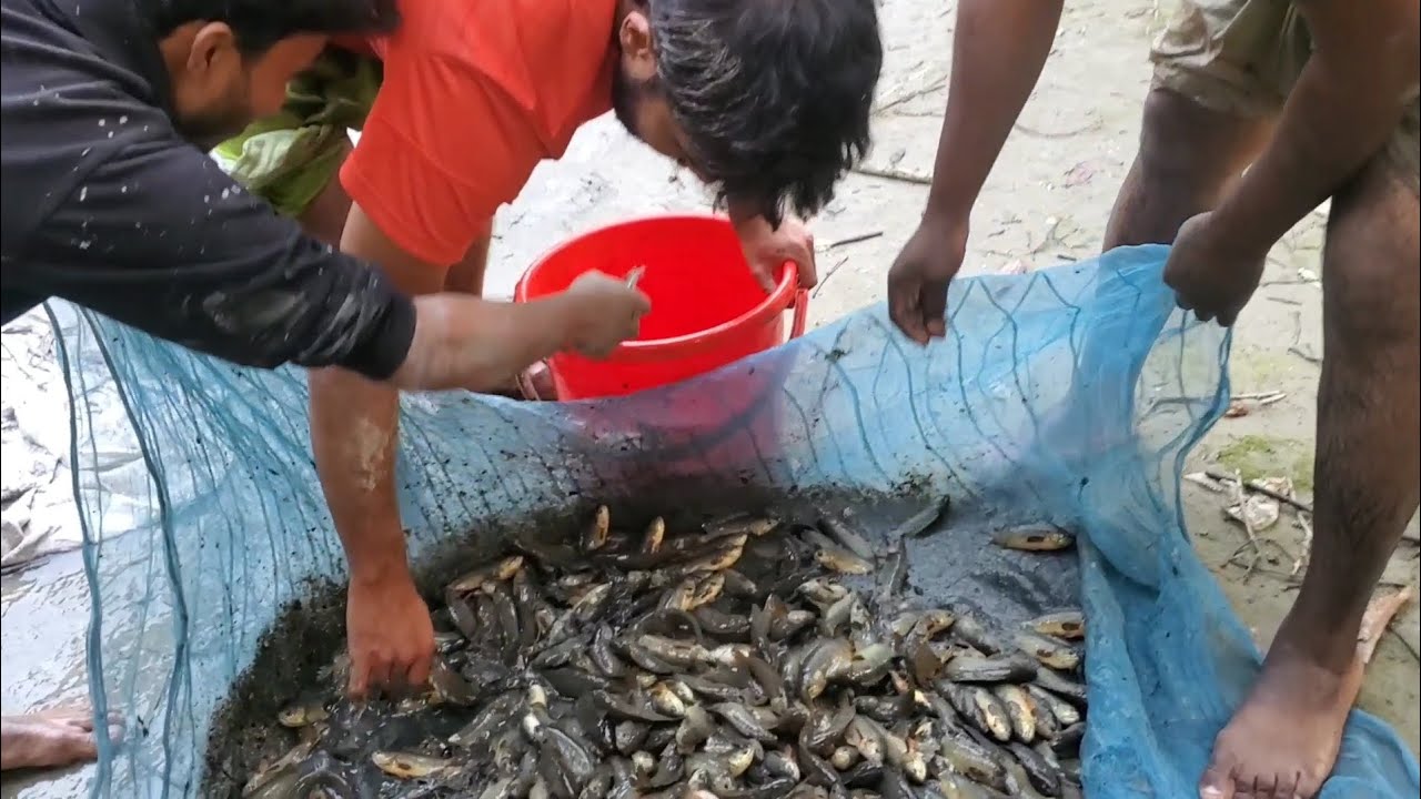 শীতের মধ্যে ছোট্ট একটা ডোবা সেজ দিয়ে অনেকগুলো কই ও সিং ও শোল মাছ পেলাম। 