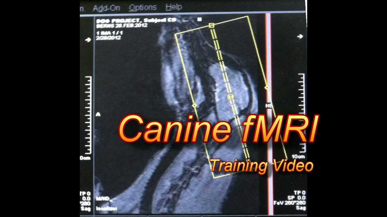 Dog fMRI - Training Video