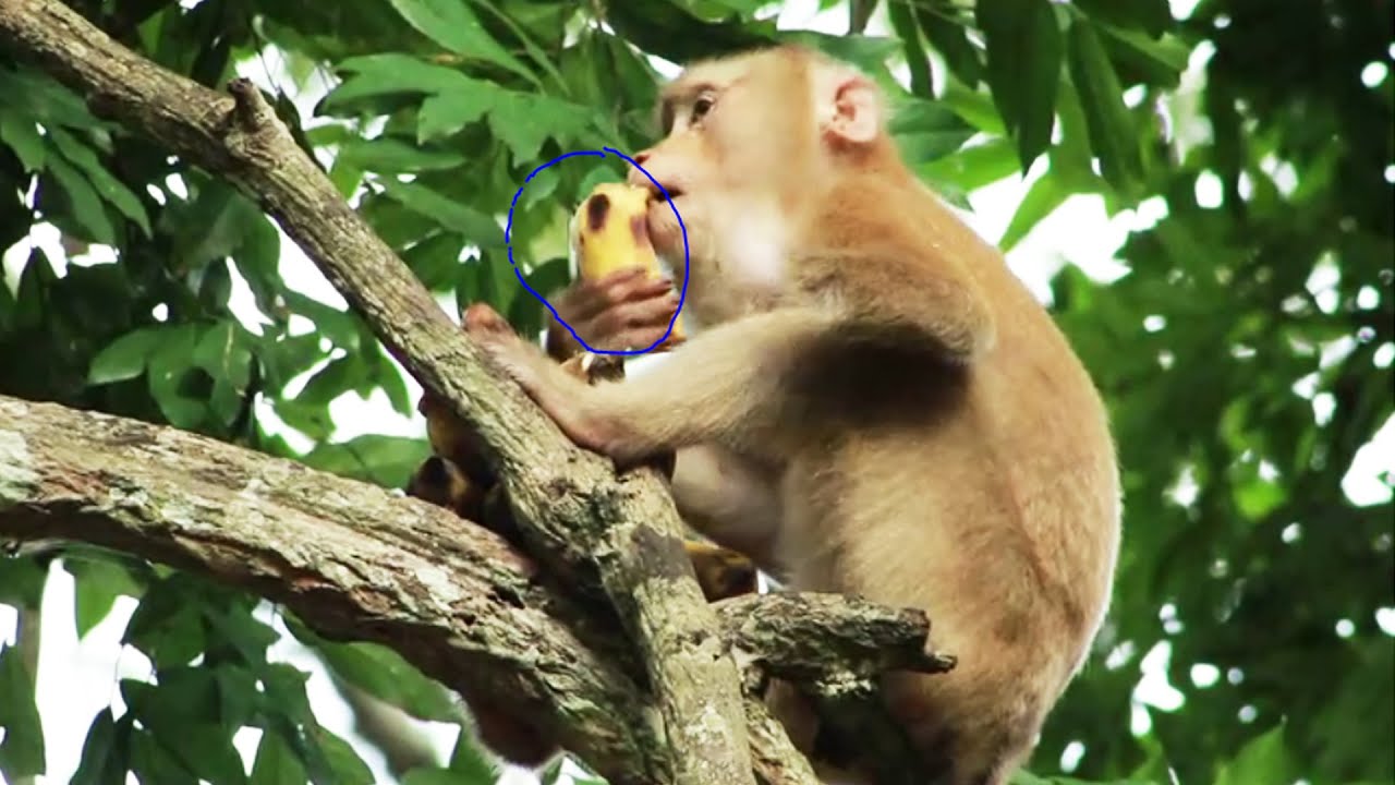 Akot Monkey- Pongo Bring Big Ripe Banana to eat On the Tree on June16,2022/U-ShareMk799.M I A G