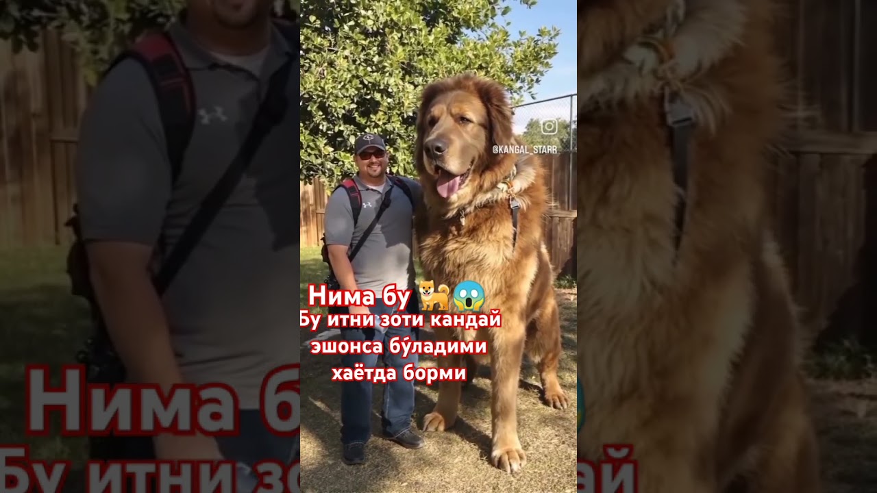 бу ит зоти кандай #sigirboqish #kangal #qorabayor #simental #cow #andijonbozor #бука#бука_парвари
