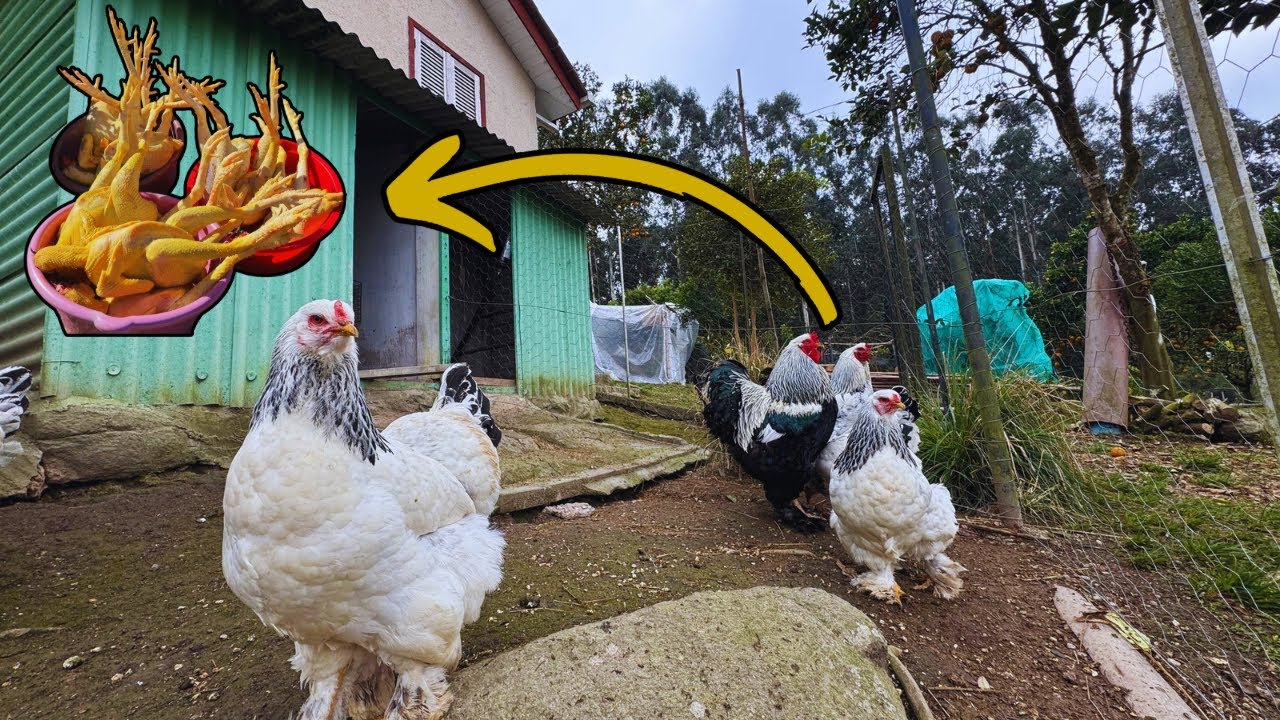 SEPAREI MAIS UMA BAIA DE BRAHMAS E MANDEI 11 FRANGOS PARA O FREEZER 