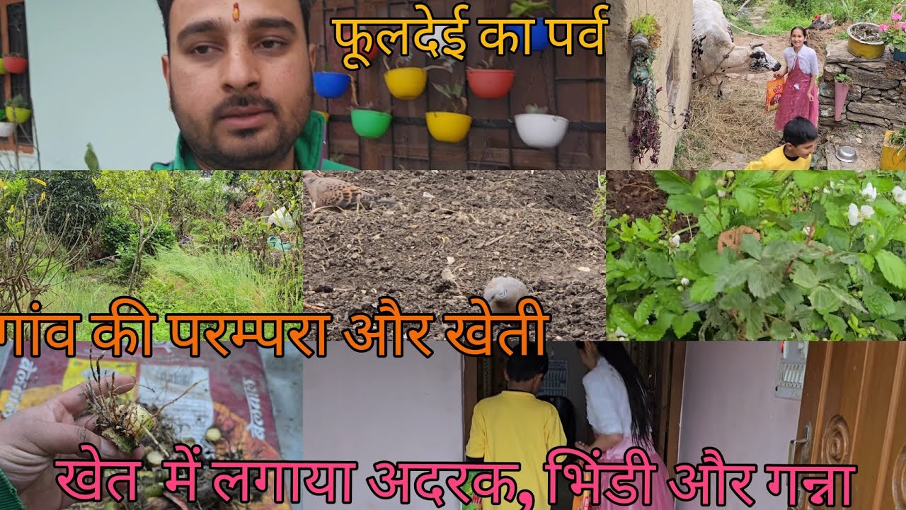 फुलदेई स्पेशल व्लॉग | गांव की परंपरा और खेती | खेत में लगाया अदरक भिंडी और गन्ना | गांव #villagelife
