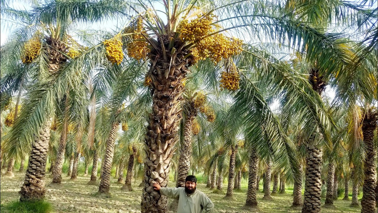 Dhaki dera Ismail khan best dates Palm کھجور کے خوبصورت باغات کیسے اگائے
