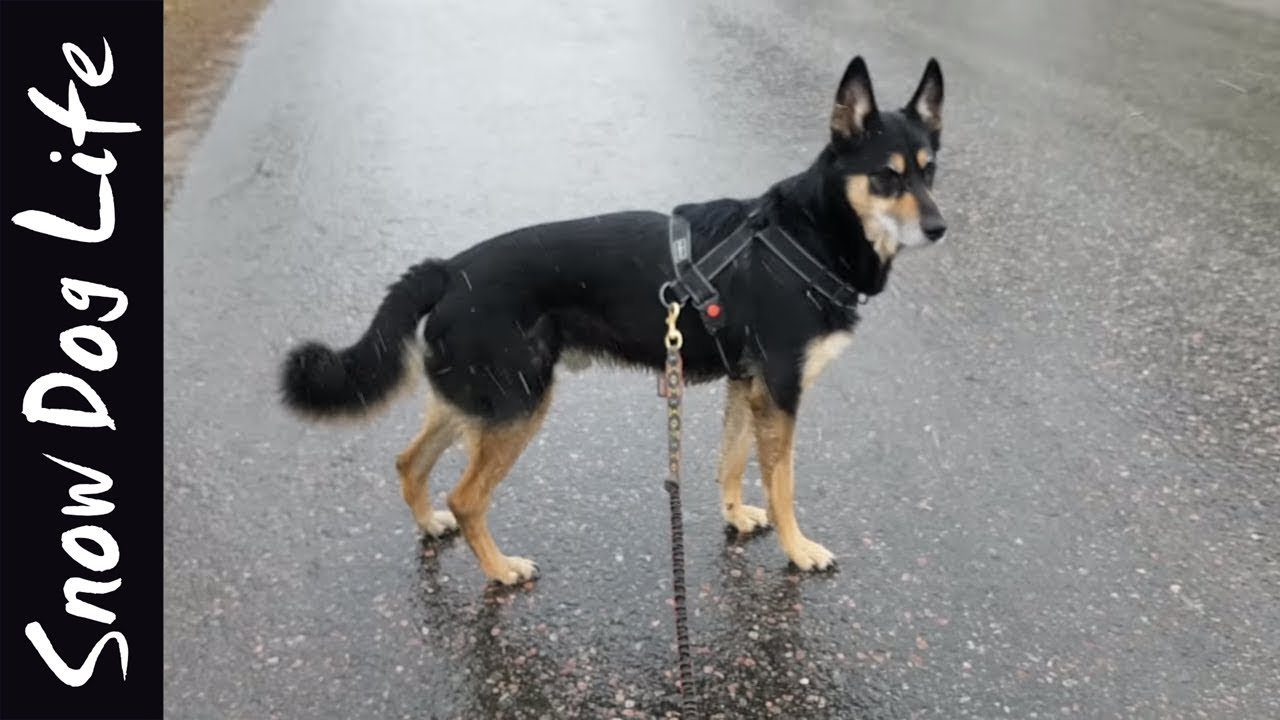 Wet walk with Domi the husky-gsd mix