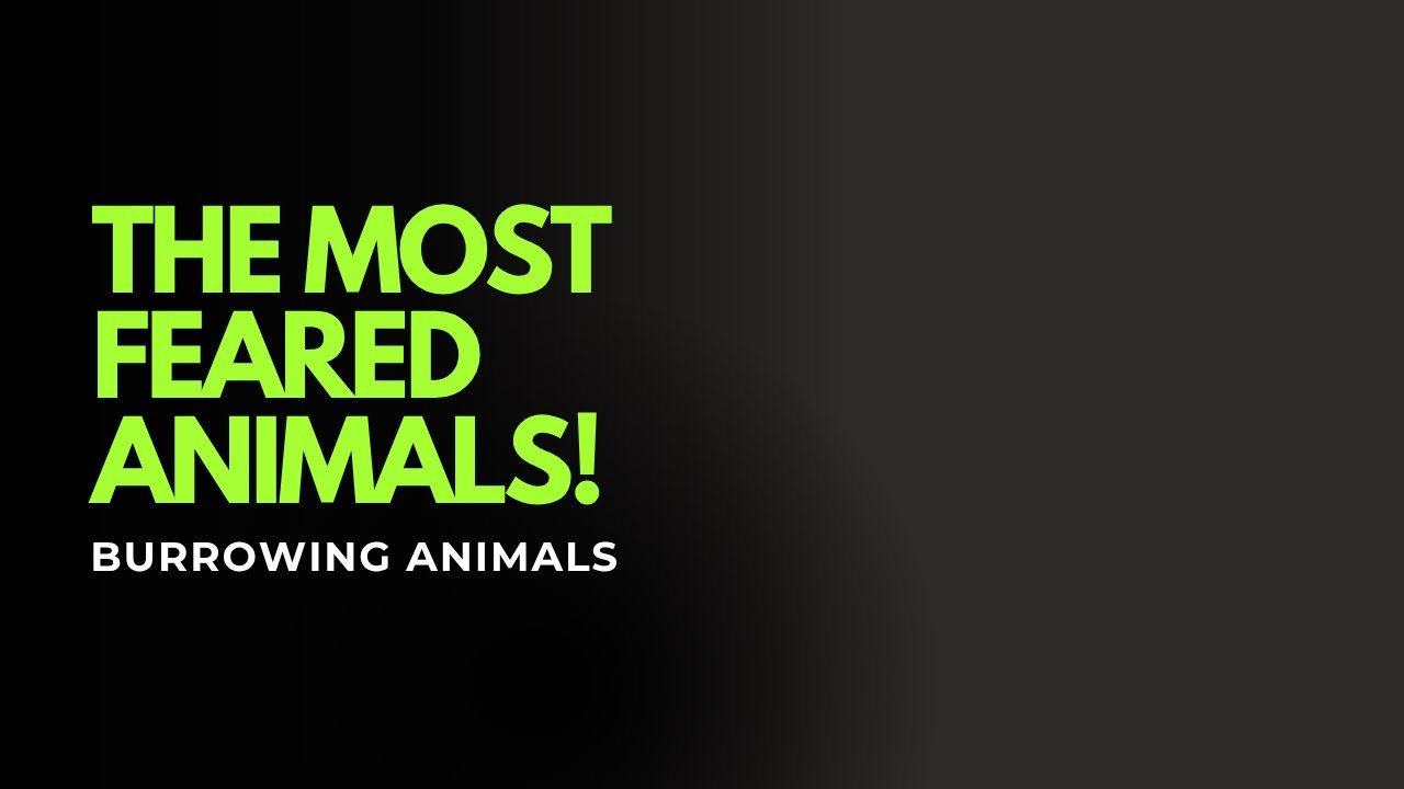World of Burrowing Animals