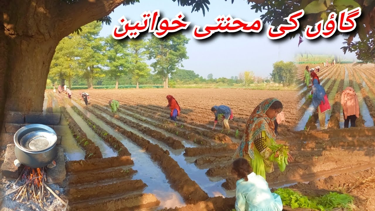 Pakistani Women Life In Punjab Village I Amazing Village Life In Punjab Pakistan I Farrukh Shahid