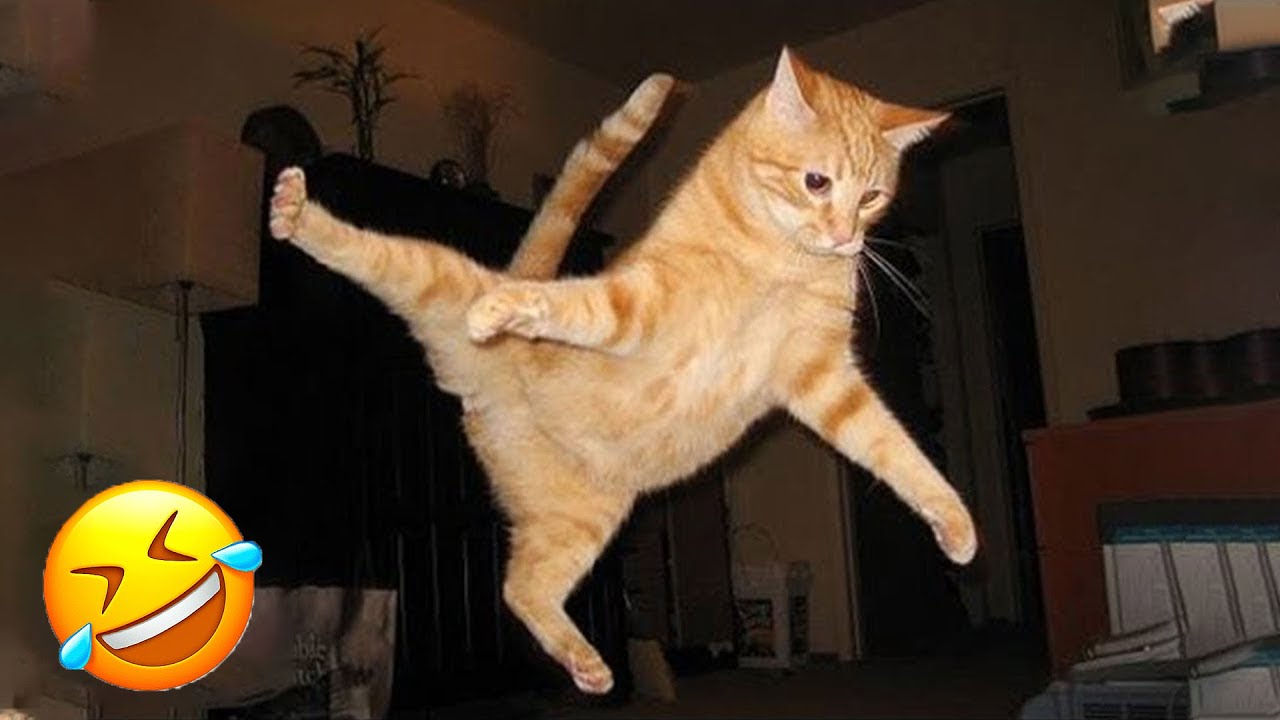 Funniest Pets 2025 😂 Very Funny Cats and Dogs Videos 😜 PART 18