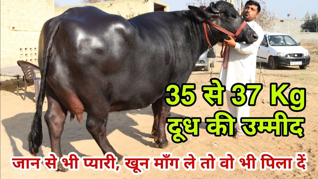 हरियाणा ही नहीं पूरे भारत को गर्व है इन शानदार भैंसों पर। शायद 2020 की सबसे शानदार भैंस होगी ये