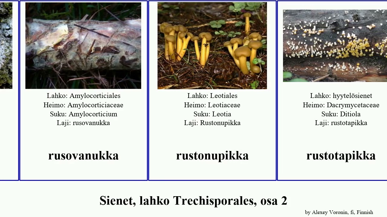 Sienet, lahko Trechisporales, osa 2 fungus fulva Passalora Tilletia pilliharsukka walkeri Valsa