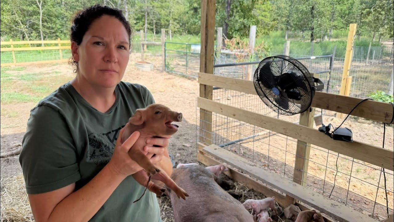Piglets Arrive…..Joy Turns to Heartbreak