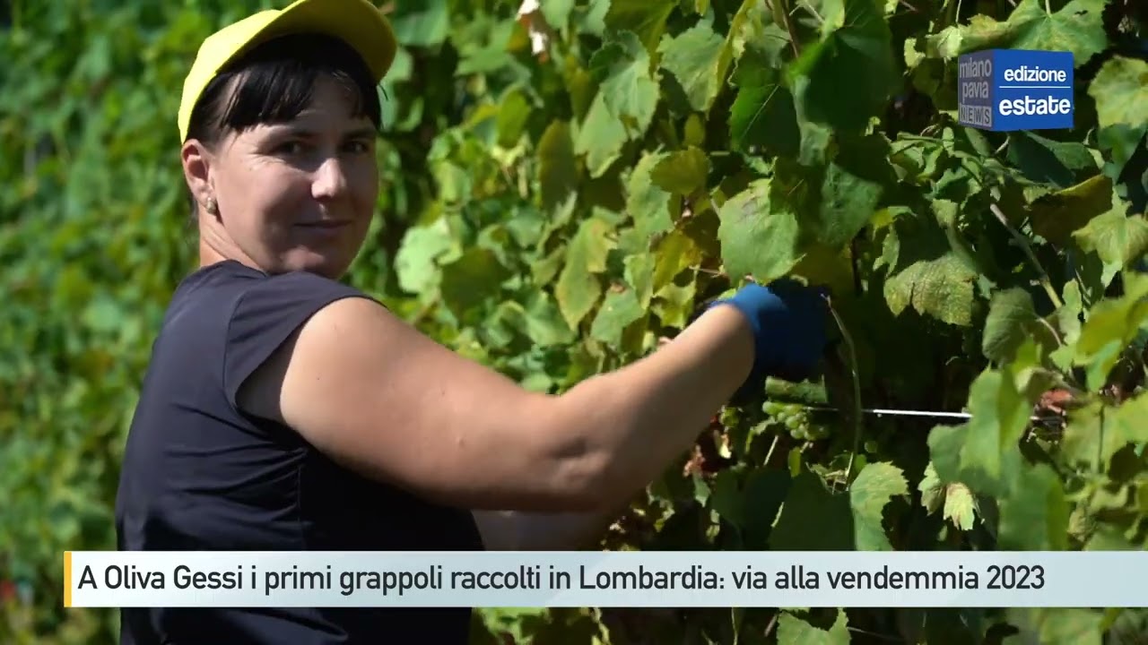 A Oliva Gessi i primi grappoli raccolti in Lombardia: via alla vendemmia 2023