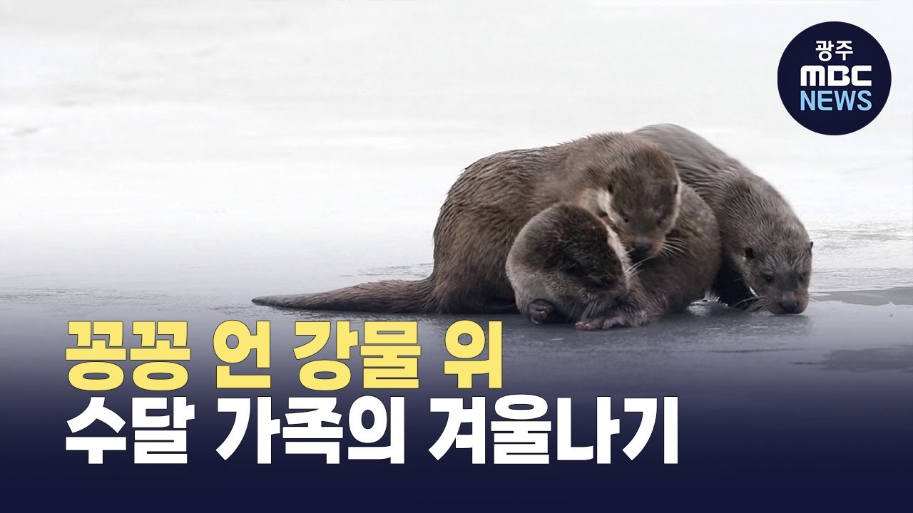 [충북] 꽁꽁 언 강물 위..수달 가족의 겨울나기 (뉴스투데이 2026.02.02 광주MBC)