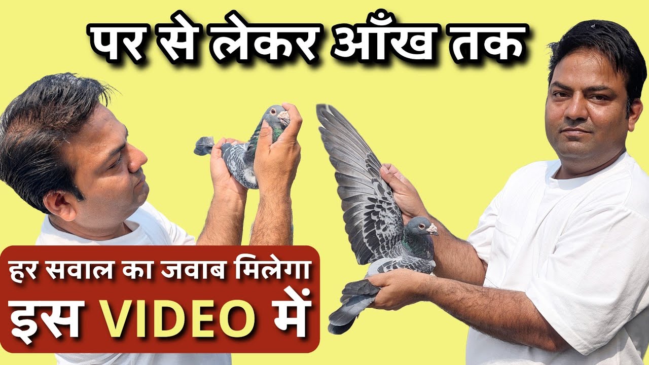 Expert से सीखें कबूतर की पहचान | Very Informative video on Pigeons | The Home Sanctuary