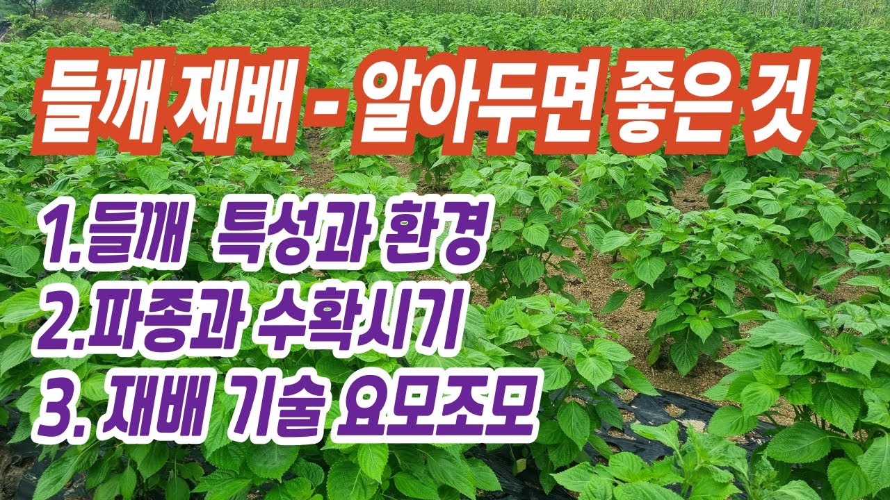 [텃밭] 들깨 재배 기술 중 요모조모 입니다