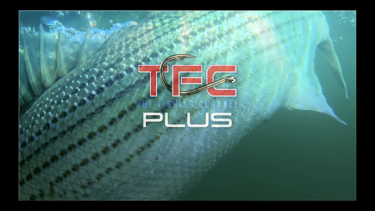 Setting the Hook on Snakehead Tip from Kambotrout!