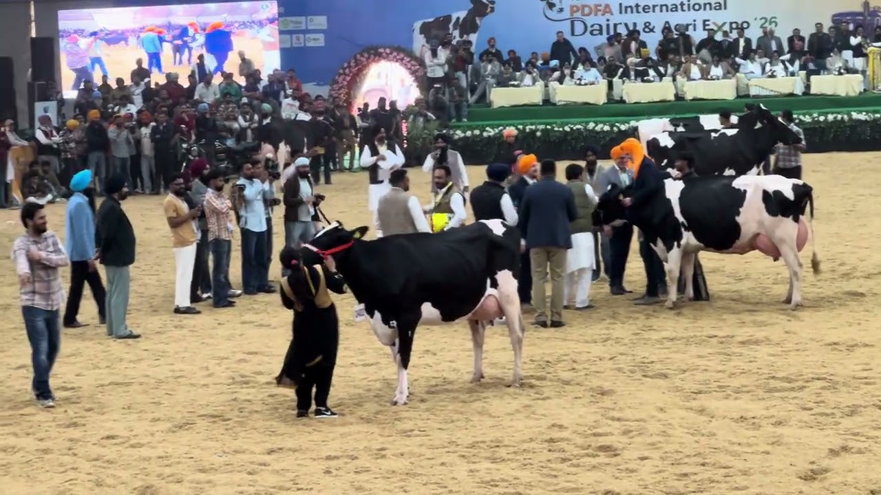 Pdfa mela Jagraon 2026 best cows in beauty & breed competition #pdfajagraon #cow #dairyfarming 