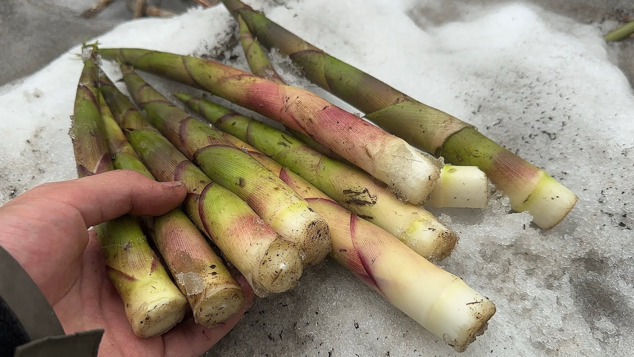 夏の雪山で山菜採り　極太の月山筍やエゾニュウ、ユキザサなど今年最後の山菜を堪能する