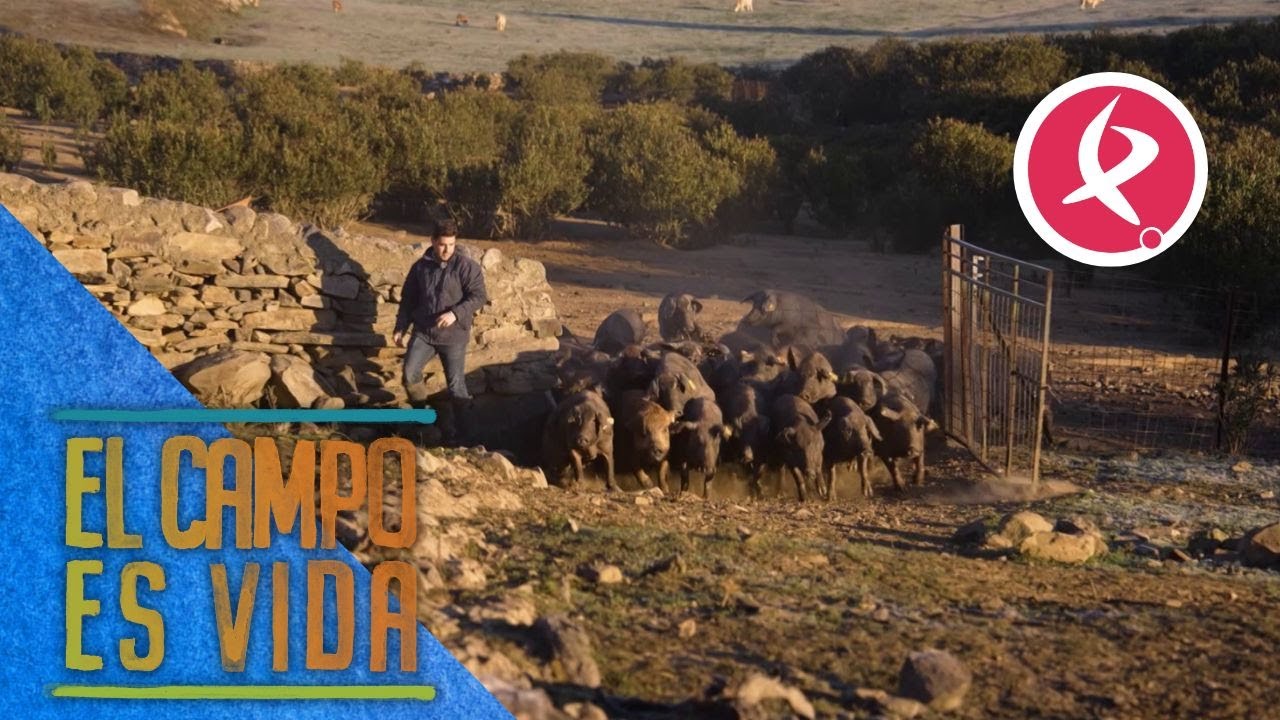 Los progenitores de los cerdos de montanera de Miguel Ángel | El campo es vida