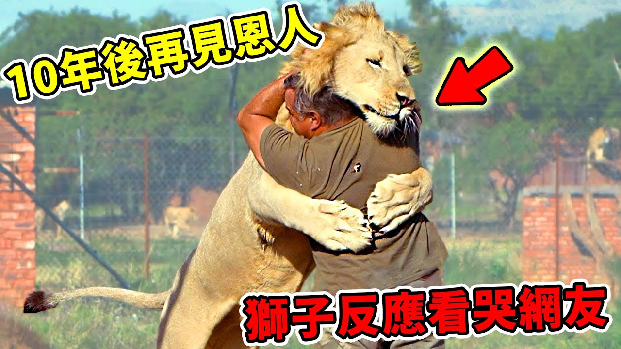 全球最暖心！盤點最感人的動物與人類重逢，第1名真的哭爆！