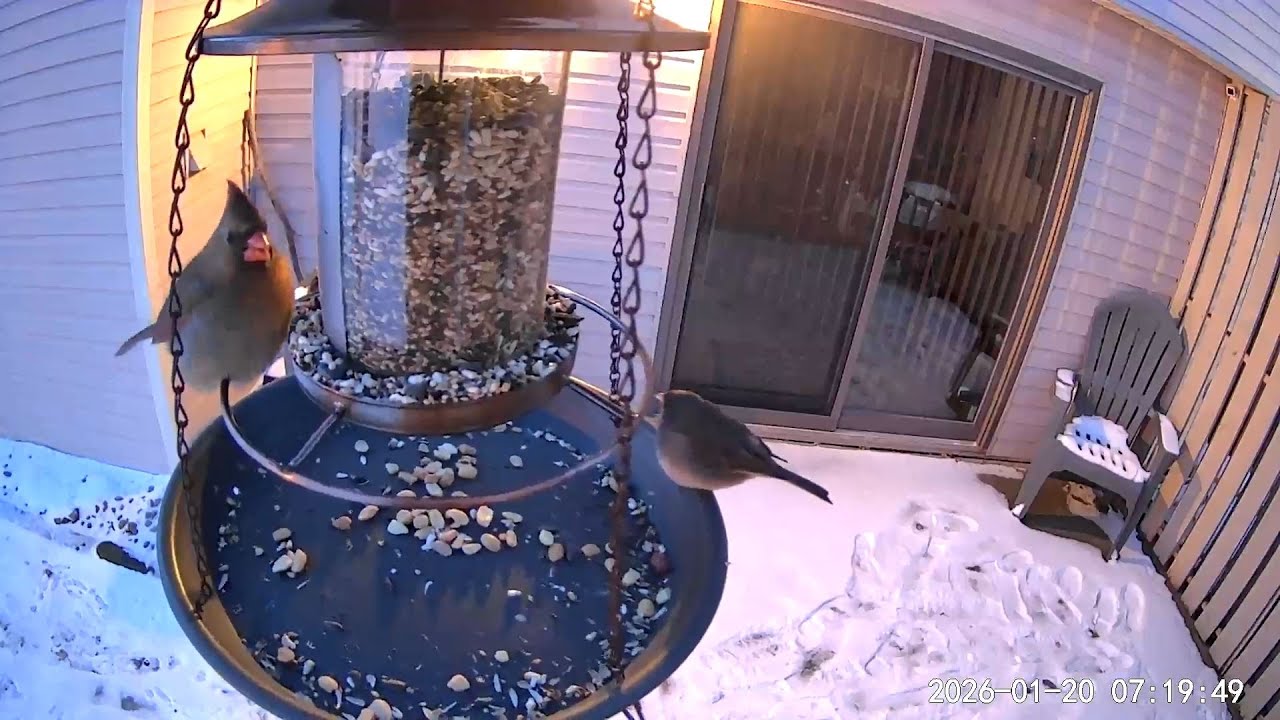 2026/01/20 - A Dark-eyed Junco opens the feeder for breakfast then a female Northern Cardinal joins