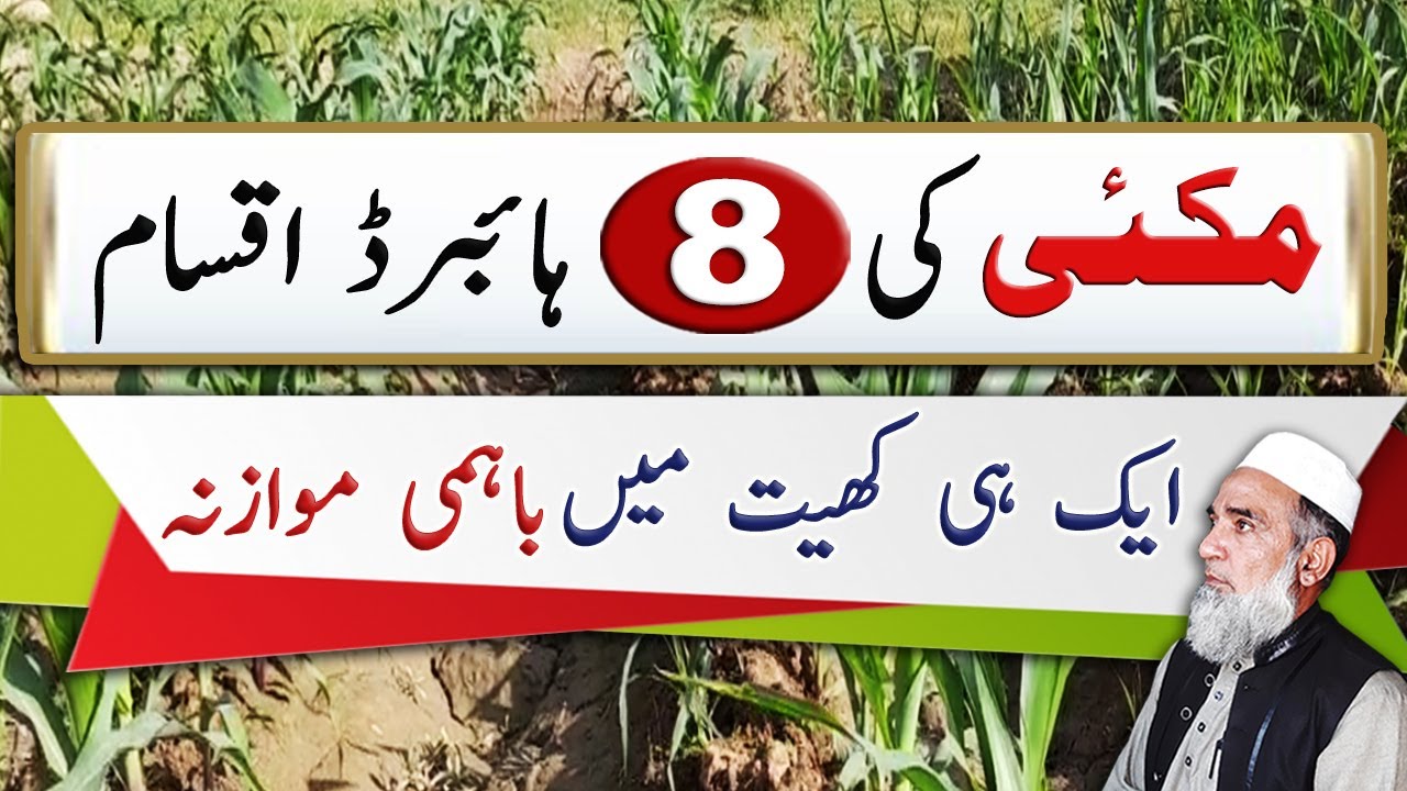 Comparison of 8 hybrid varieties of Maize || Crop Reformer