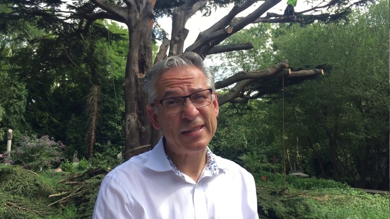 250-year-old tree declared dangerous at Highgate Cemetery