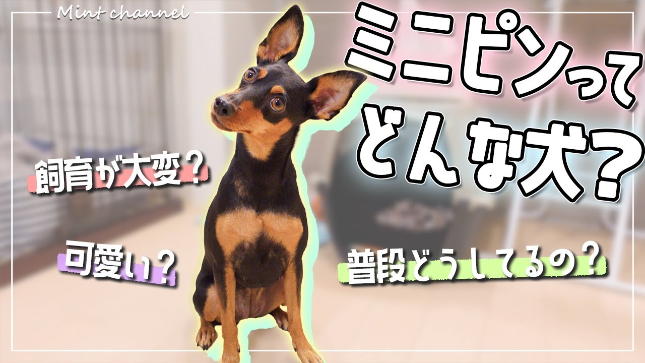 ミニピンってどんな犬？特徴や魅力、苦労点やコツ【ミニチュアピンシャー】【ミニピン】【Dog】