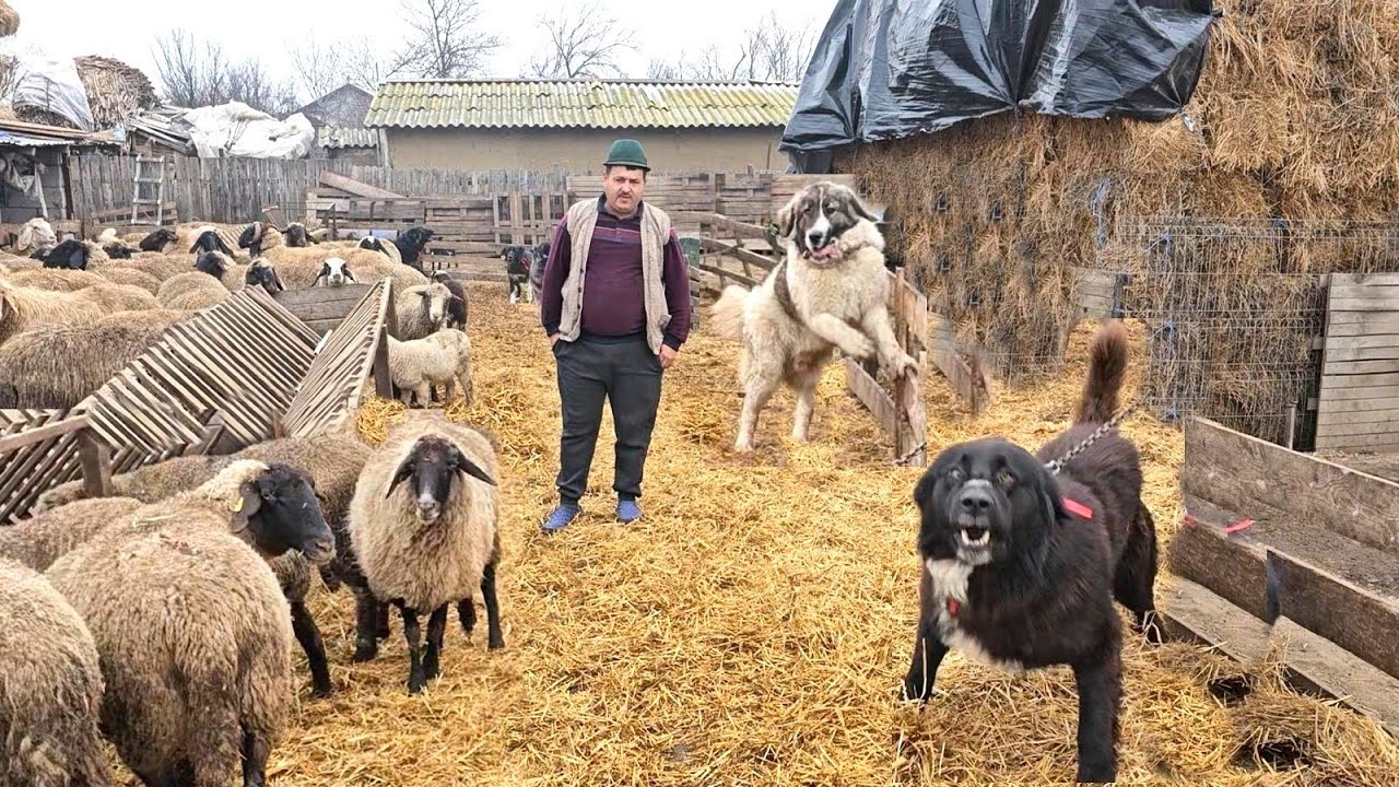 LA SAIVANUL LUI CHIRA OVID 2024.CAINI TARI DE TOT SI PESTE 300 DE OI CARABASE SI TIGAI.