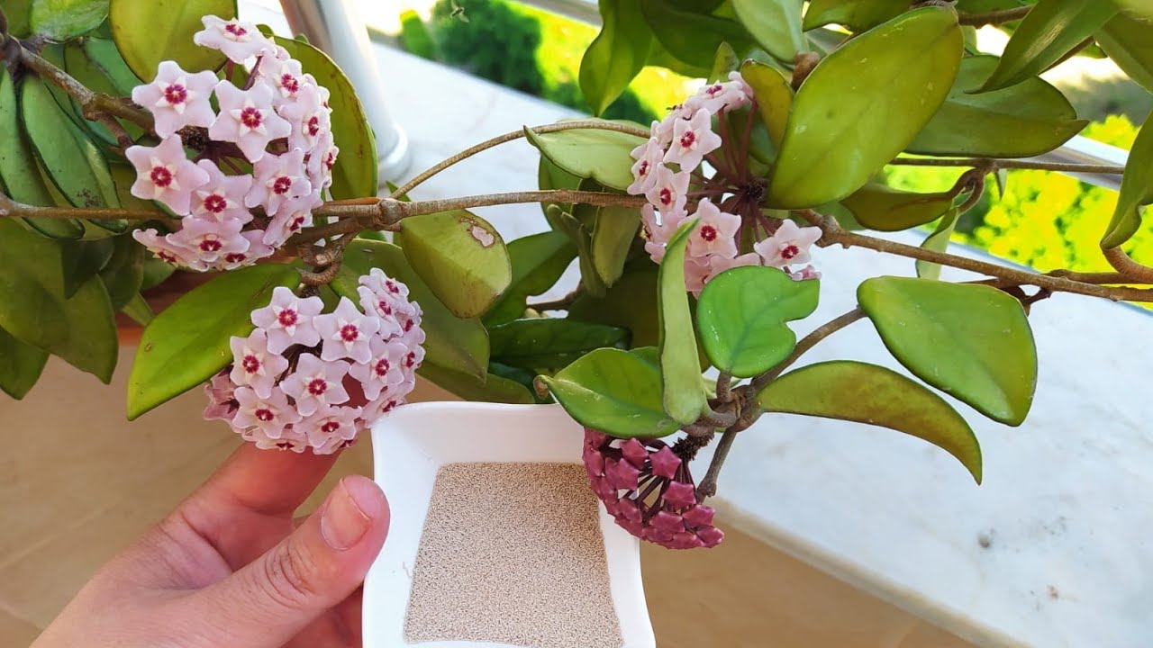 MUM ÇİÇEĞİ DİĞER ADIYLA HOYA ÇİÇEĞİNE BU KÜRÜ YAPIN BOL BOL ÇİÇEK AÇSIN 💯 MUM ÇİÇEĞİ ÇOĞALTMASI