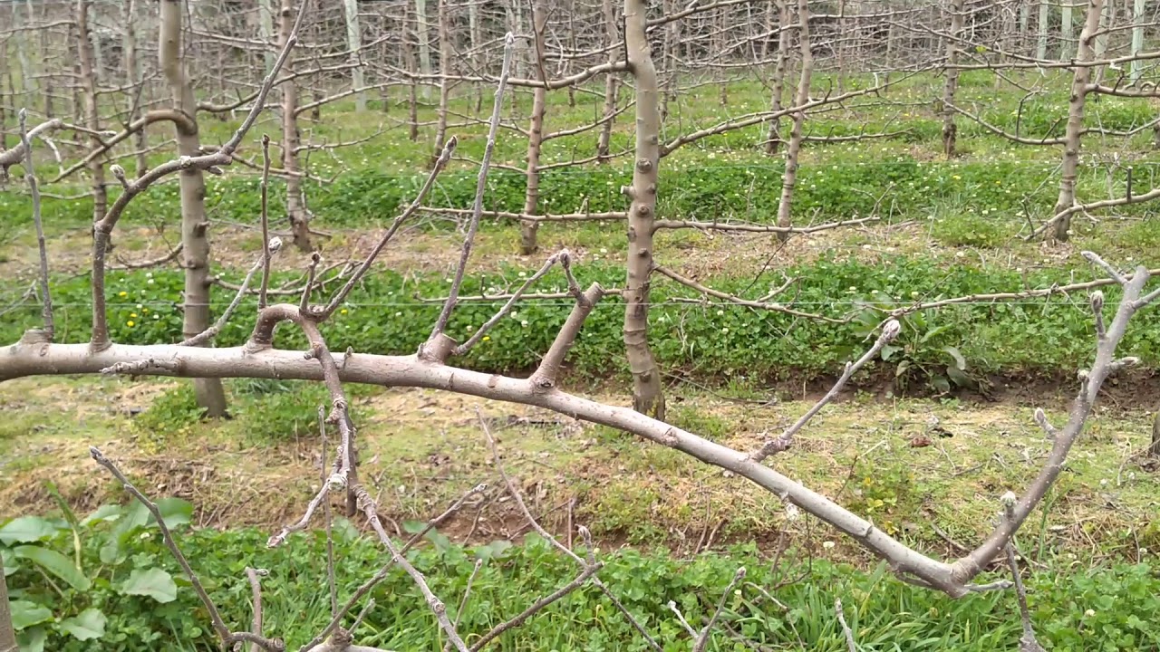 Poda parte 02 pomar adensado