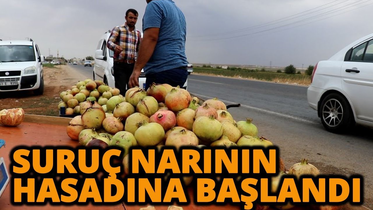 Suru&ccedil; Narının Hasadına Başlandı