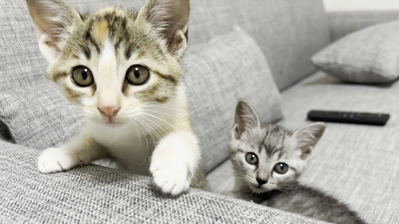 すぐに嫉妬して怒っちゃう子猫の鳴き声がかわいすぎました