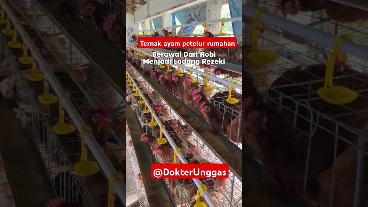 Ternak Ayam Petelur Rumahan 10 ekor WA 085655281114