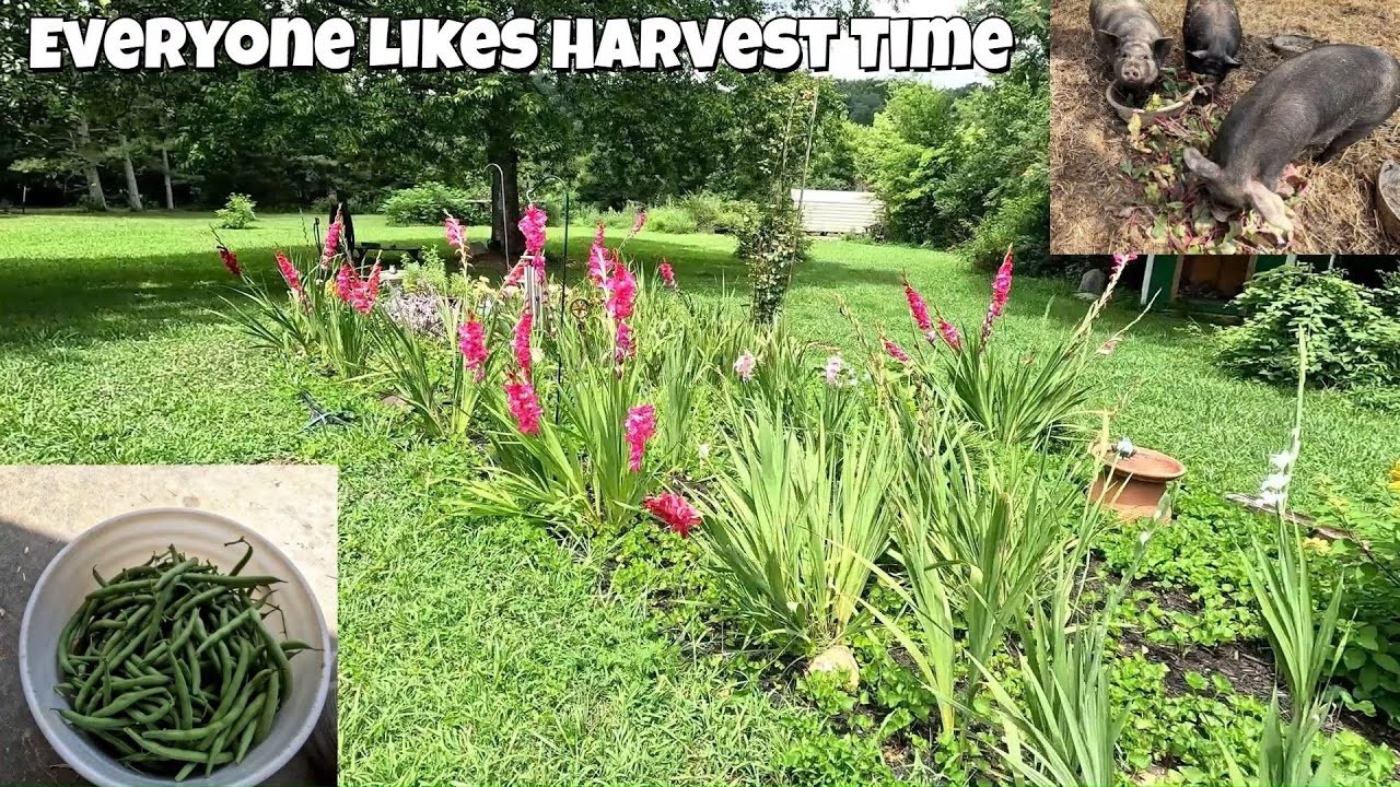 Harvesting some of the garden, tiller update, & chicken coop update.
