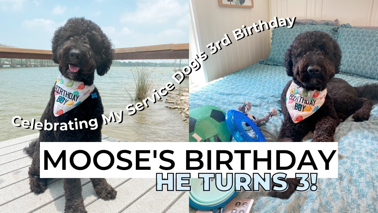 MOOSE'S 3RD BIRTHDAY: celebrating my service dog's birthday!