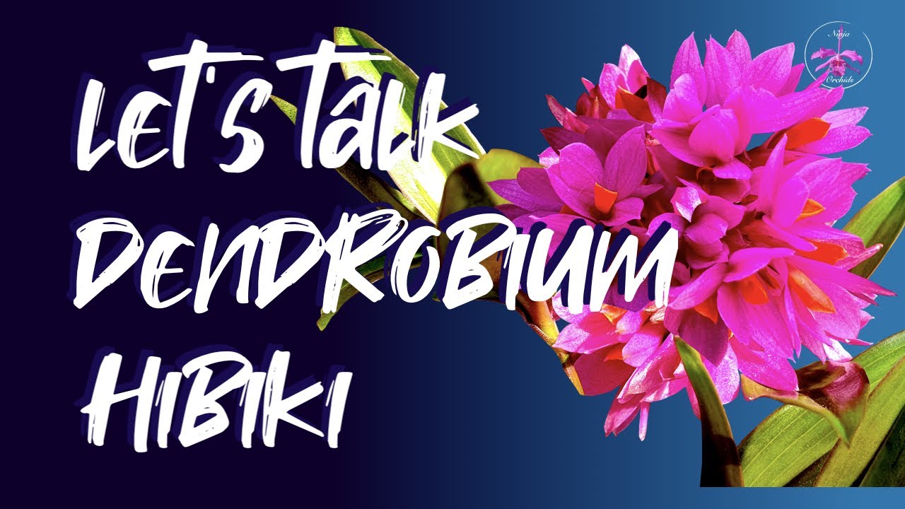 Let's Talk DENDROBIUM HIBIKI! My CARE, CULTURE & OBSERVATIONS! #ninjaorchids