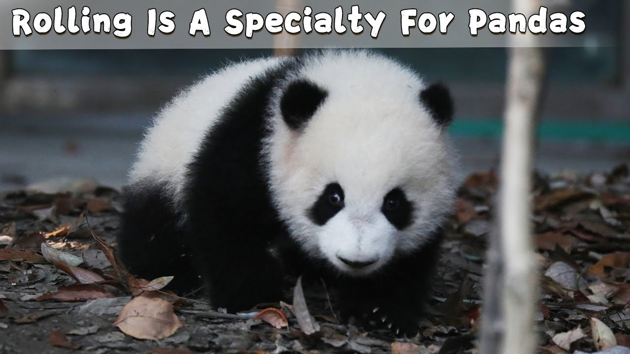 Rolling Is A Specialty For Pandas | iPanda