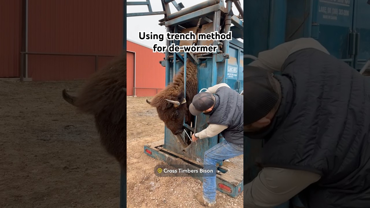 We work our animals at least once a year. It&rsquo;s imperative they receive a de-wormer. #farming #health