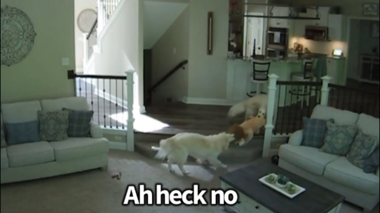 Golden Retriever Shenanigans 