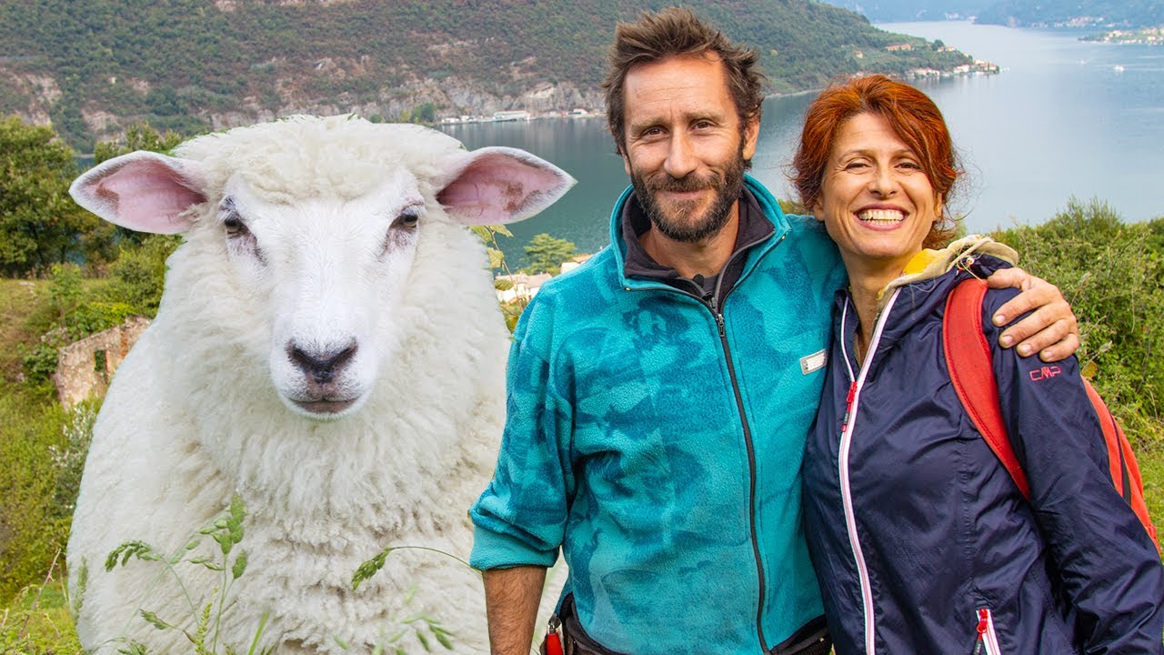ANIMALI nostri ALLEATI in AGRICOLTURA. Il potere del PASCOLO per rigenerare🐑