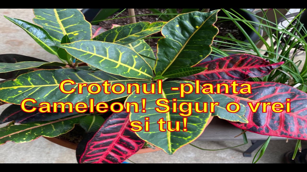 Crotonul - planta cameleon Sigur o vrei si tu!