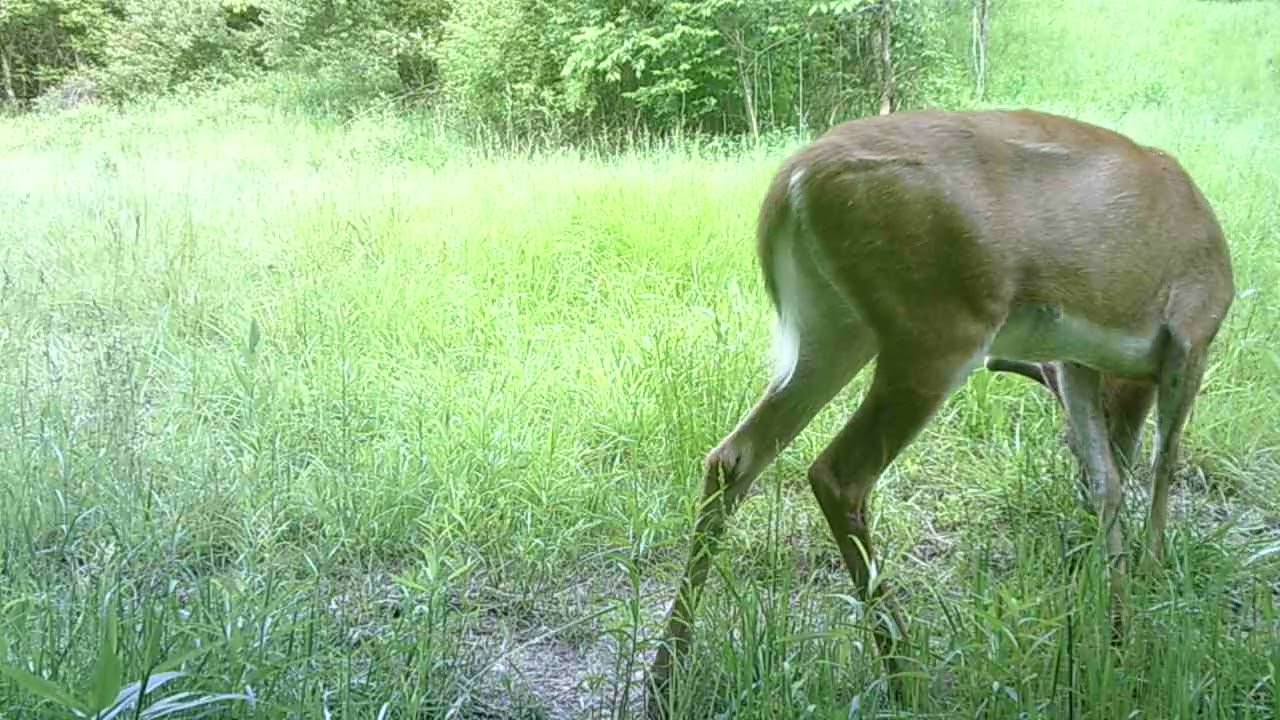 OLD GLORY HUNTING PRESERVE 