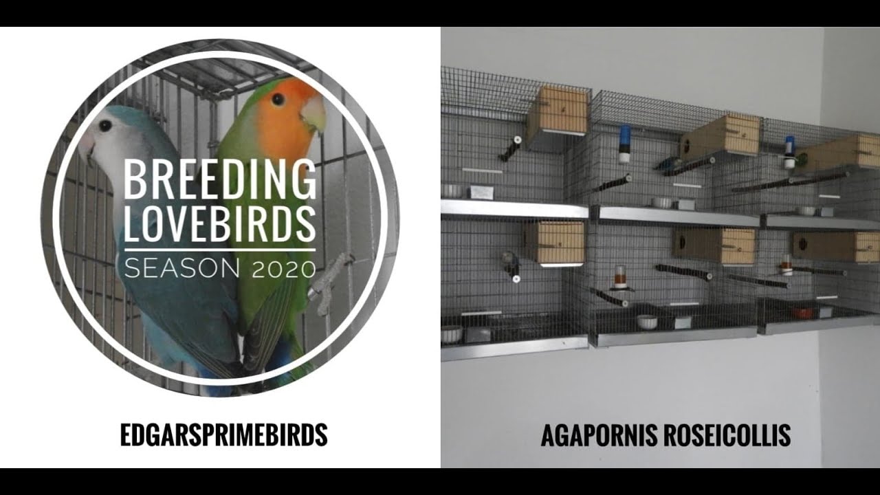 *LOVEBIRDS BREEDING*! - My new breeding room - Agapornis Roseicollis. My 2020 Setup / Perfect setup?
